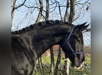 KWPN, Ruin, 4 Jaar, 174 cm, Zwart