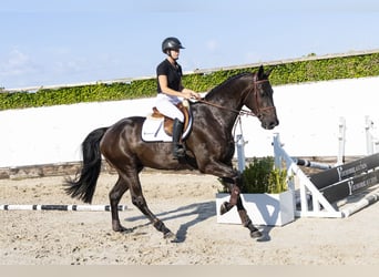 KWPN, Ruin, 4 Jaar, 174 cm, Zwartbruin
