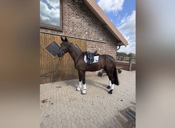 KWPN, Ruin, 4 Jaar, 175 cm, Zwart