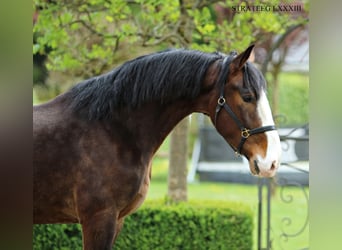 KWPN, Ruin, 4 Jaar, 176 cm, Bruin