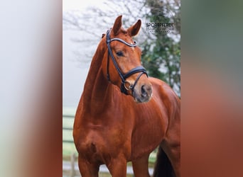 KWPN, Ruin, 4 Jaar, 177 cm, Vos