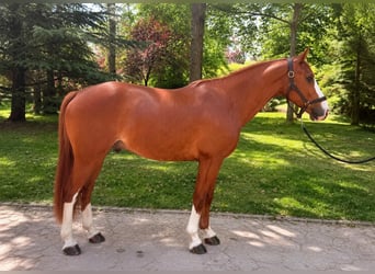 KWPN, Ruin, 5 Jaar, 160 cm, Vos