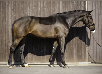 KWPN, Ruin, 5 Jaar, 162 cm, Donkerbruin