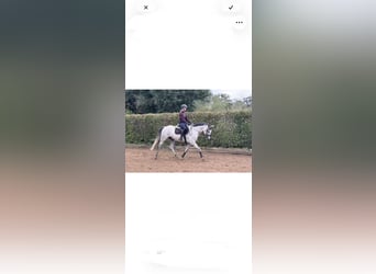 KWPN, Ruin, 5 Jaar, 162 cm, Schimmel