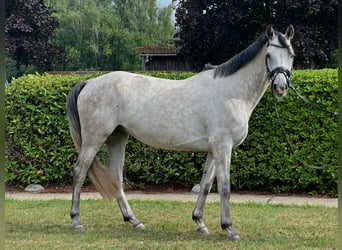 KWPN, Ruin, 5 Jaar, 162 cm, Schimmel