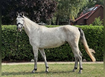 KWPN, Ruin, 5 Jaar, 162 cm, Schimmel
