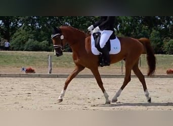 KWPN, Ruin, 5 Jaar, 163 cm, Vos