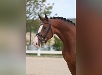 KWPN, Ruin, 5 Jaar, 164 cm, Donkerbruin