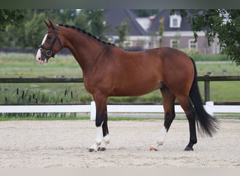 KWPN, Ruin, 5 Jaar, 164 cm, Donkerbruin