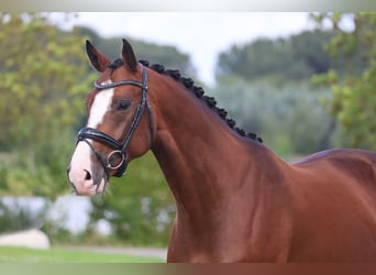 KWPN, Ruin, 5 Jaar, 164 cm, Donkerbruin
