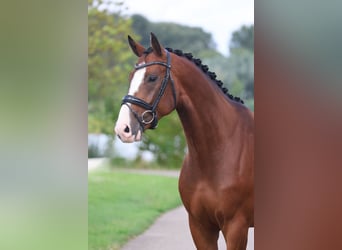 KWPN, Ruin, 5 Jaar, 164 cm, Donkerbruin