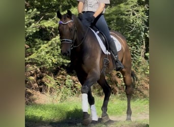 KWPN, Ruin, 5 Jaar, 165 cm, Bruin