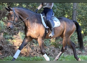 KWPN, Ruin, 5 Jaar, 165 cm, Bruin