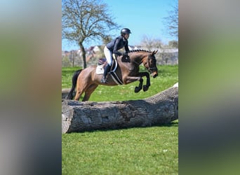 KWPN, Ruin, 5 Jaar, 165 cm, Bruin