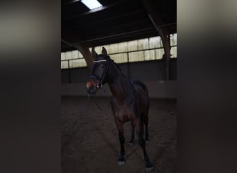 KWPN, Ruin, 5 Jaar, 165 cm, Donkerbruin