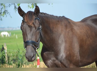KWPN, Ruin, 5 Jaar, 165 cm, Donkerbruin
