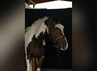 KWPN, Ruin, 5 Jaar, 165 cm, Gevlekt-paard