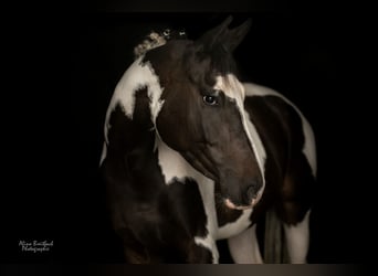 KWPN, Ruin, 5 Jaar, 165 cm, Gevlekt-paard