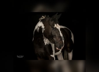 KWPN, Ruin, 5 Jaar, 165 cm, Gevlekt-paard