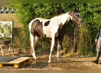 KWPN, Ruin, 5 Jaar, 165 cm, Gevlekt-paard