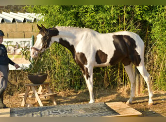 KWPN, Ruin, 5 Jaar, 165 cm, Gevlekt-paard