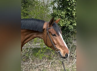 KWPN, Ruin, 5 Jaar, 165 cm, Roodbruin
