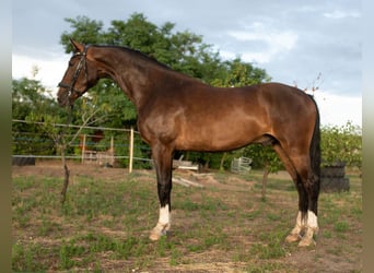 KWPN, Ruin, 5 Jaar, 166 cm, Bruin