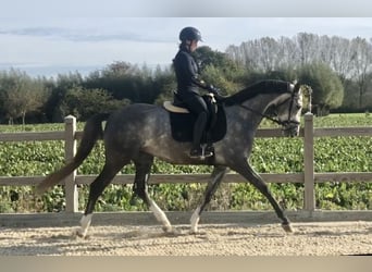KWPN, Ruin, 5 Jaar, 166 cm, Schimmel