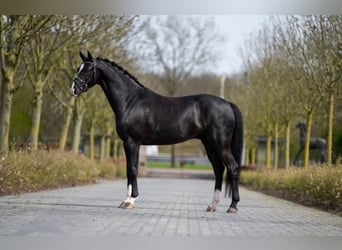 KWPN, Ruin, 5 Jaar, 166 cm, Zwartbruin