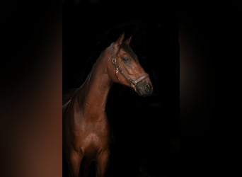 KWPN, Ruin, 5 Jaar, 167 cm, Brauner