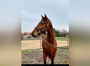 KWPN, Ruin, 5 Jaar, 167 cm, Bruin