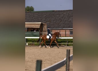 KWPN, Ruin, 5 Jaar, 167 cm, Donkere-vos