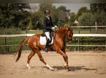 KWPN, Ruin, 5 Jaar, 167 cm, Donkere-vos