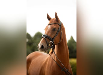 KWPN, Ruin, 5 Jaar, 167 cm, Donkere-vos