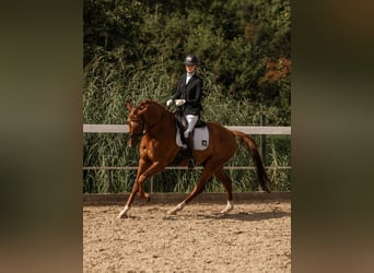 KWPN, Ruin, 5 Jaar, 167 cm, Donkere-vos