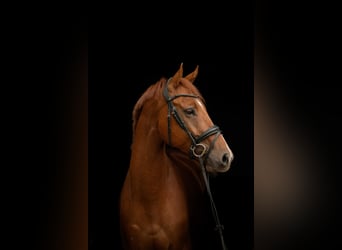KWPN, Ruin, 5 Jaar, 167 cm, Donkere-vos