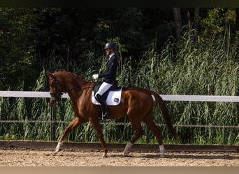 KWPN, Ruin, 5 Jaar, 167 cm, Donkere-vos