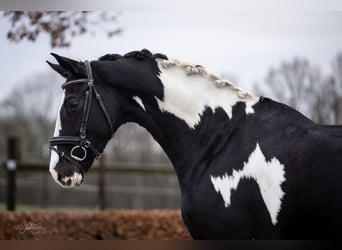 KWPN, Ruin, 5 Jaar, 167 cm, Gevlekt-paard