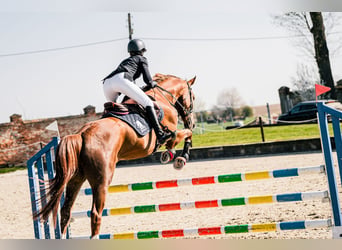 KWPN, Ruin, 5 Jaar, 167 cm, Vos