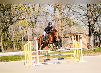 KWPN, Ruin, 5 Jaar, 167 cm, Vos