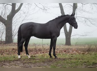 KWPN, Ruin, 5 Jaar, 167 cm, Zwart