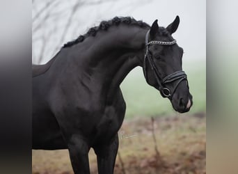 KWPN, Ruin, 5 Jaar, 167 cm, Zwart