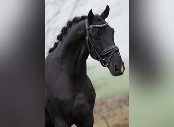 KWPN, Ruin, 5 Jaar, 167 cm, Zwart