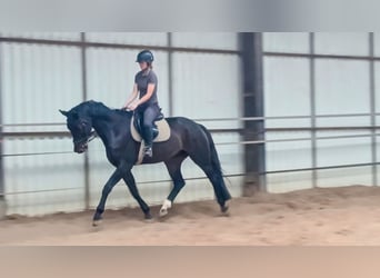 KWPN, Ruin, 5 Jaar, 167 cm, Zwartbruin