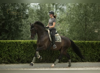 KWPN, Ruin, 5 Jaar, 167 cm, Zwartbruin