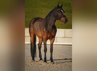 KWPN, Ruin, 5 Jaar, 167 cm, Zwartbruin