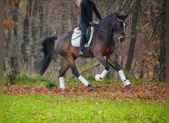 KWPN, Ruin, 5 Jaar, 167 cm, Zwartbruin