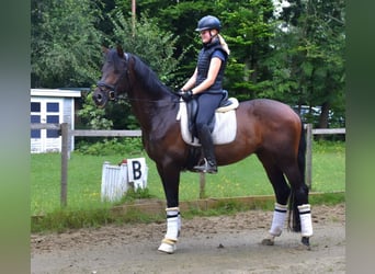 KWPN, Ruin, 5 Jaar, 168 cm, Bruin