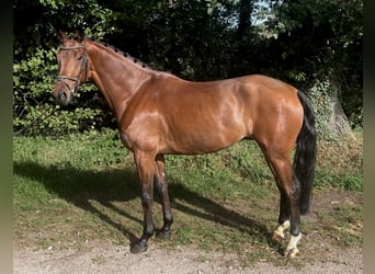 KWPN, Ruin, 5 Jaar, 168 cm, Bruin
