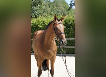KWPN, Ruin, 5 Jaar, 168 cm, Bruin